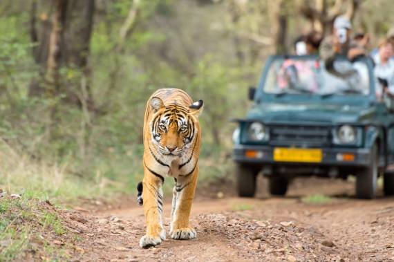 Taj Mahal & Tiget Safari Tour