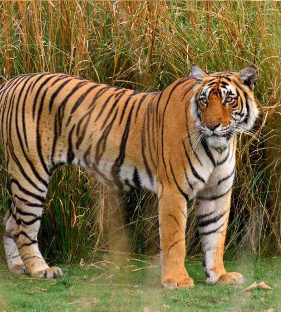 03 Days Jaipur to Ranthambore Tour
                                    Package